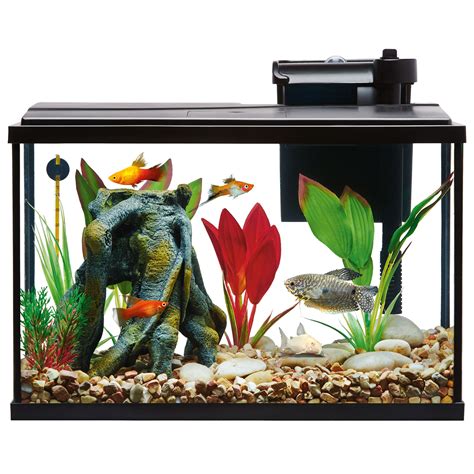 small fish at petsmart.